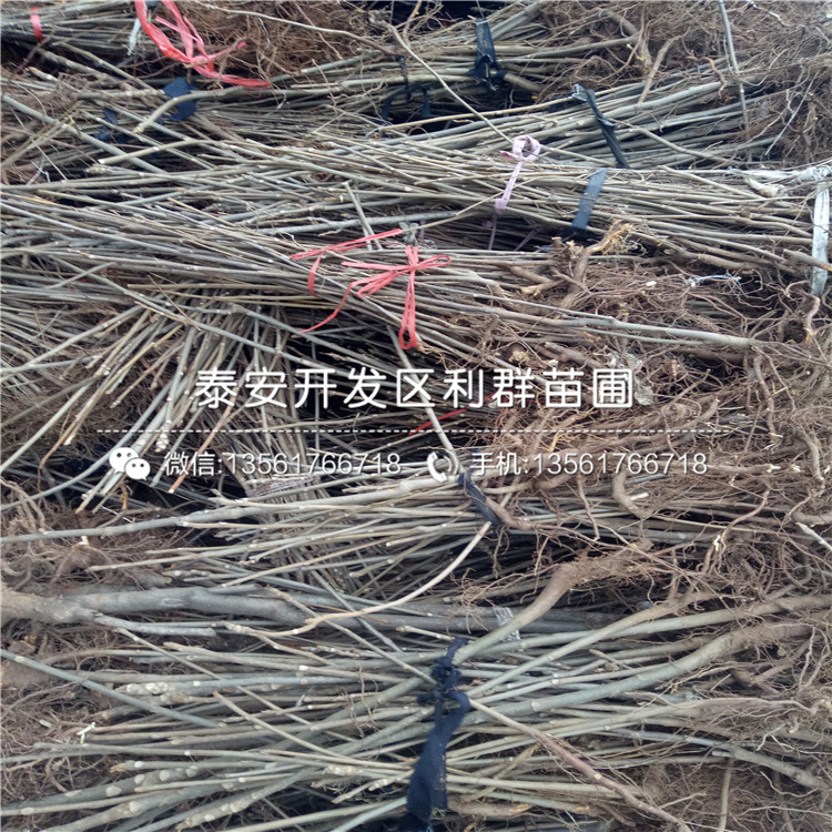 矮化香椿苗出售價(jià)格、矮化香椿苗價(jià)格是多少