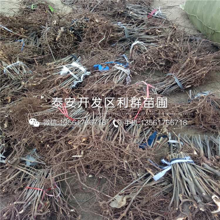 2公分香椿樹苗價(jià)格、2公分香椿樹苗價(jià)格是多少