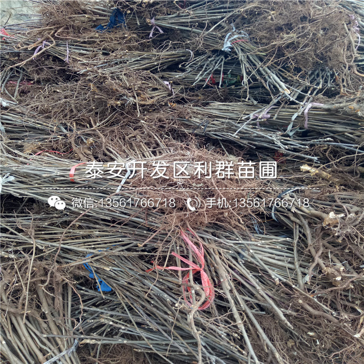 山東大棚矮化香椿苗報(bào)價(jià)、山東大棚矮化香椿苗價(jià)格