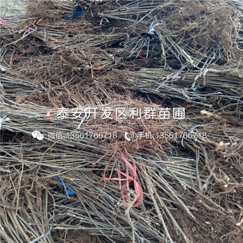 2公分3公分香椿樹苗多少錢一棵