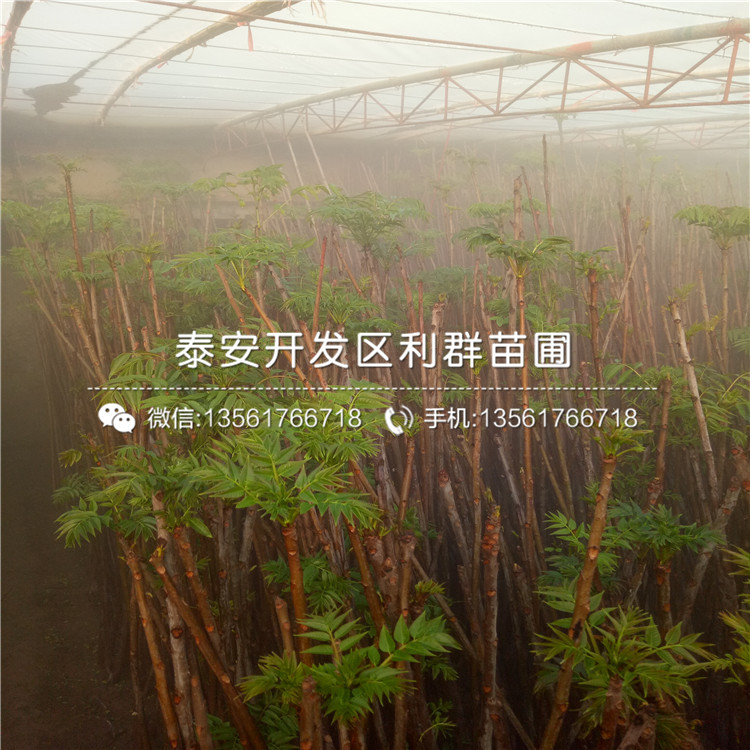 山東香椿苗出售、2018年山東香椿苗多少錢(qián)一棵