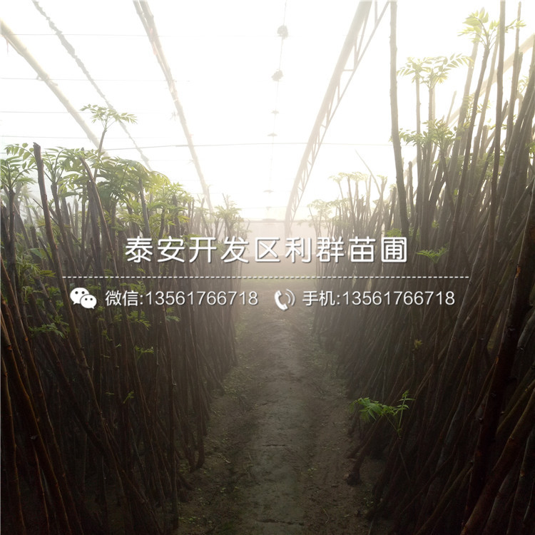 2018年矮化紅芽香椿樹苗批發(fā)