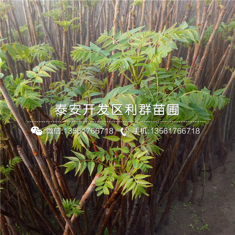 紅香椿苗價格、2018年紅香椿苗價格多少