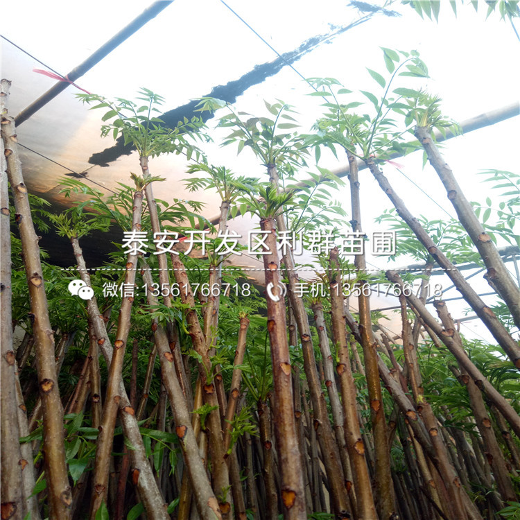 山東大棚紅芽香椿樹苗、大棚紅芽香椿樹苗格
