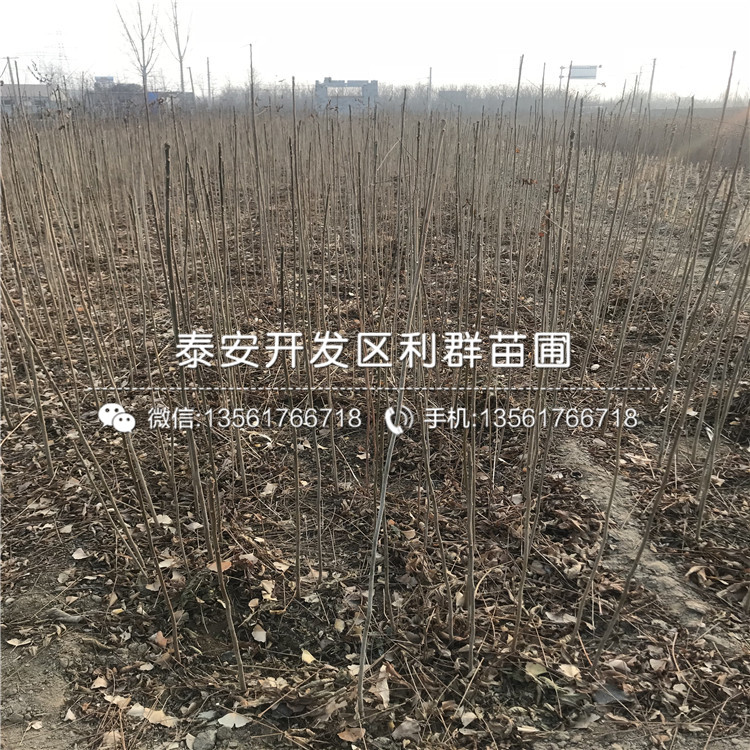 山东批发香椿树苗格