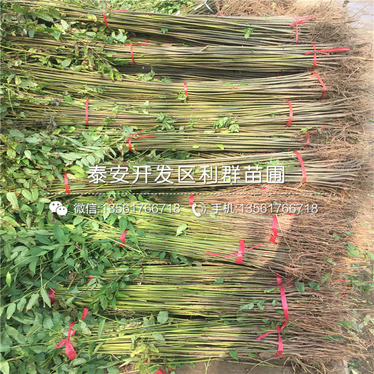 新品種1公分香椿苗出售基地