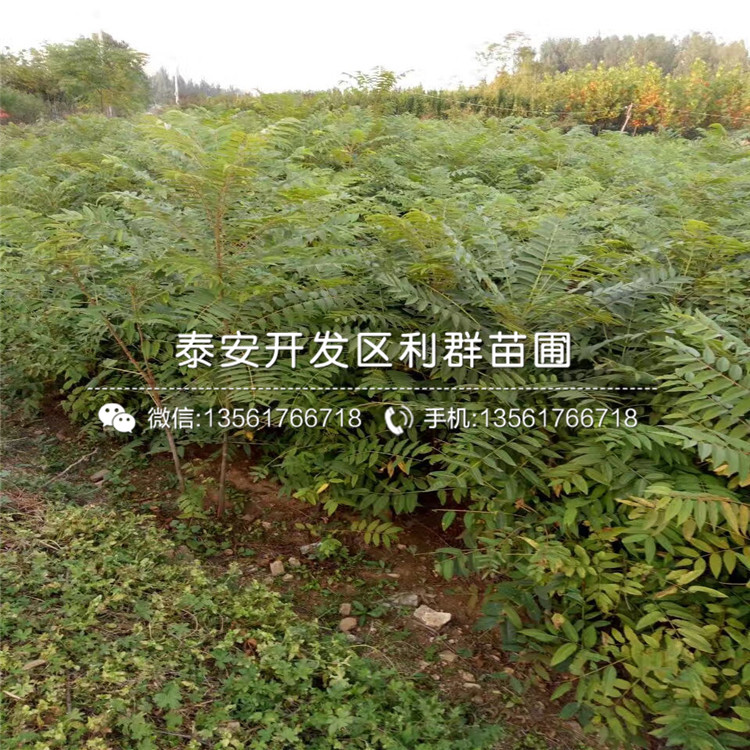 出售4公分香椿树苗价格