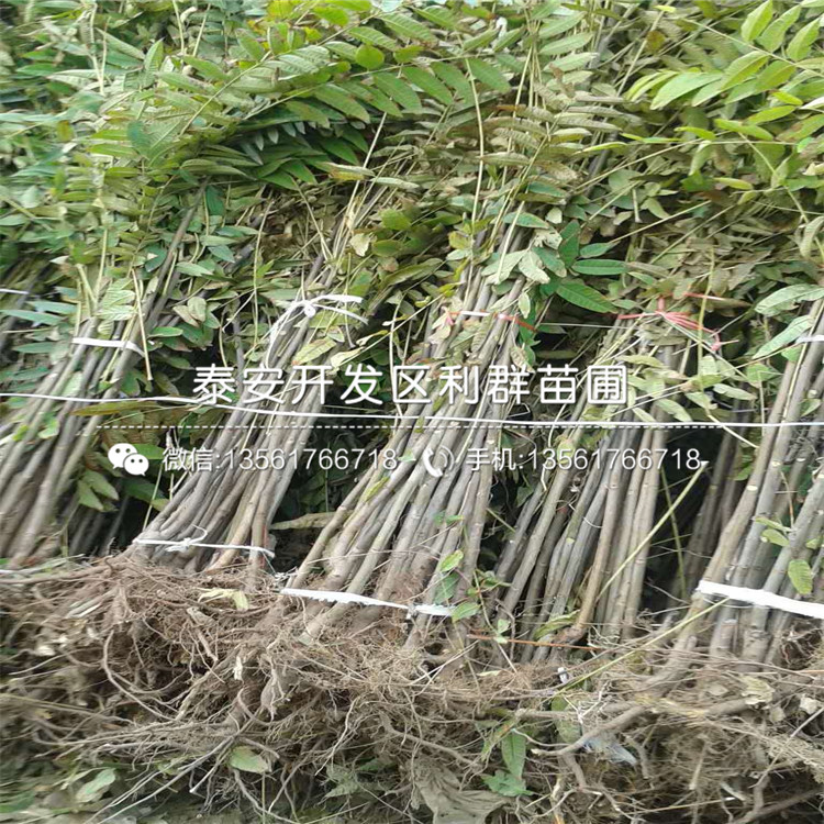 批發(fā)香椿樹苗什么價錢