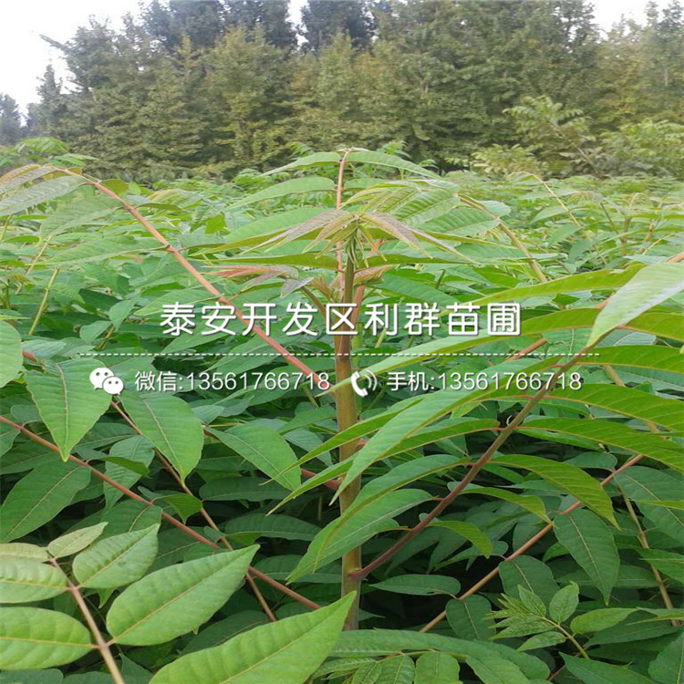 山東4公分香椿苗格是多少