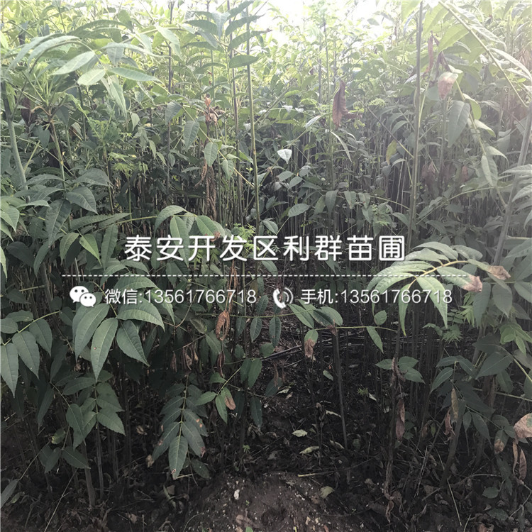2公分香椿樹苗價(jià)格、2公分香椿樹苗價(jià)格是多少