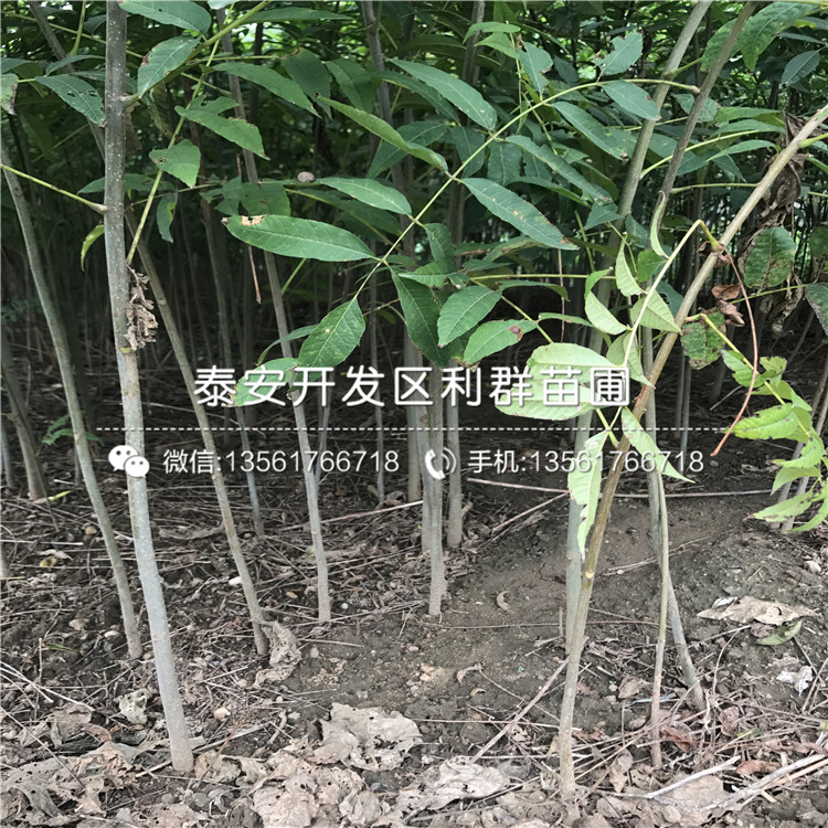 山東大棚矮化香椿苗報(bào)價(jià)、山東大棚矮化香椿苗價(jià)格