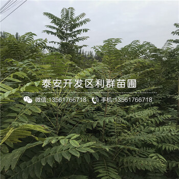 占地香椿樹(shù)苗價(jià)格、山東占地香椿樹(shù)苗