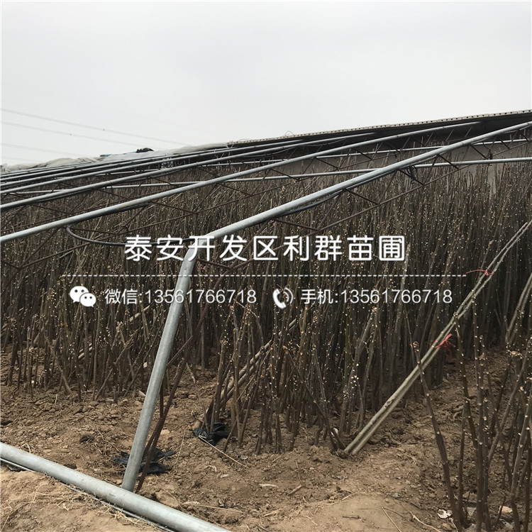 泰安香椿樹(shù)苗多少錢一棵、泰安香椿樹(shù)苗零售價(jià)格
