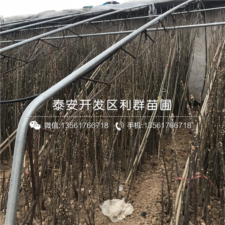 麻椒樹苗新品種