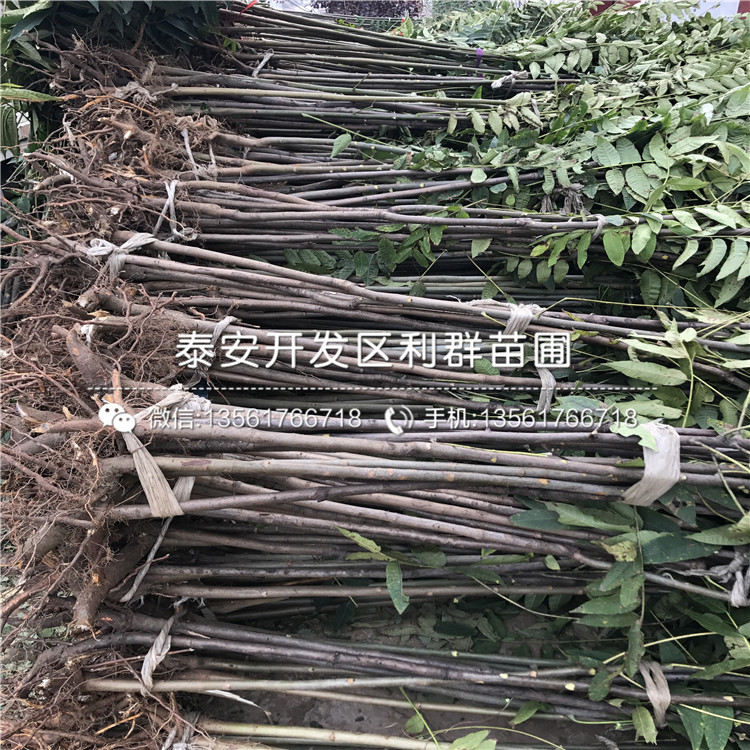 2019年紅芽香椿樹苗批發(fā)