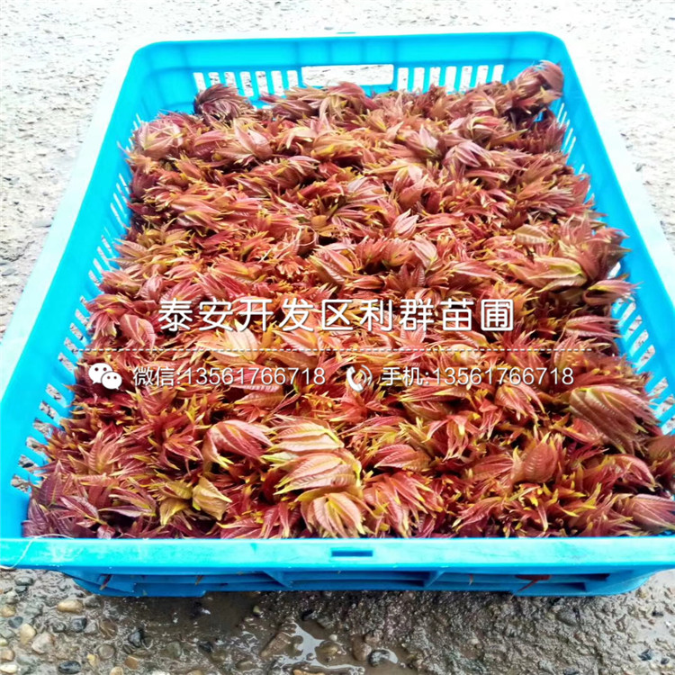 新品種大棚矮化香椿苗多少錢一棵
