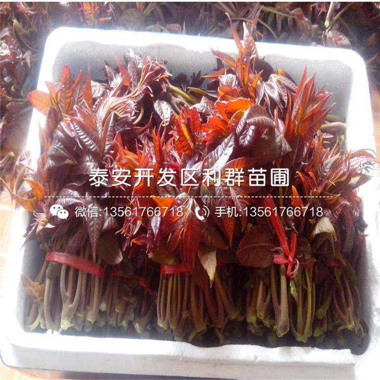 麻椒苗多少錢一棵、麻椒苗出售基地
