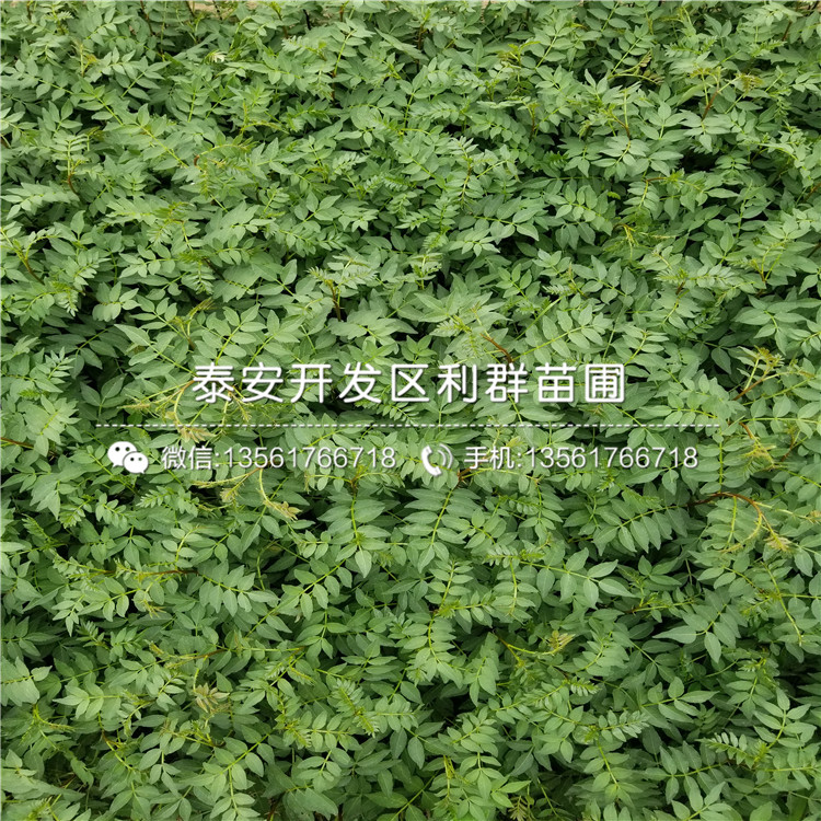 山东九花椒树苗价格是多少