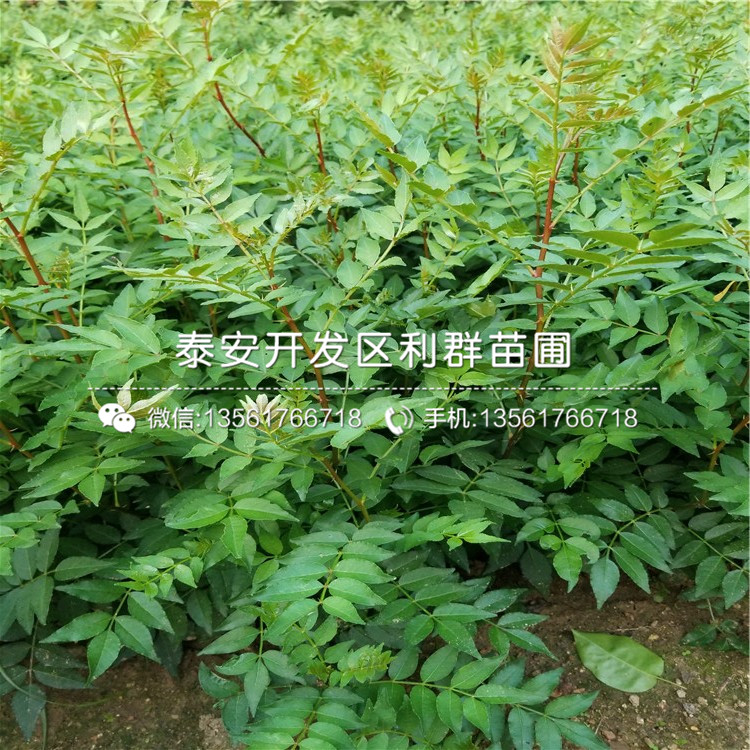 泰安花椒樹苗哪里賣、泰安花椒樹苗多少錢一棵