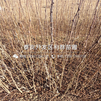 2018年大紅花椒樹(shù)苗、大紅花椒樹(shù)苗出售