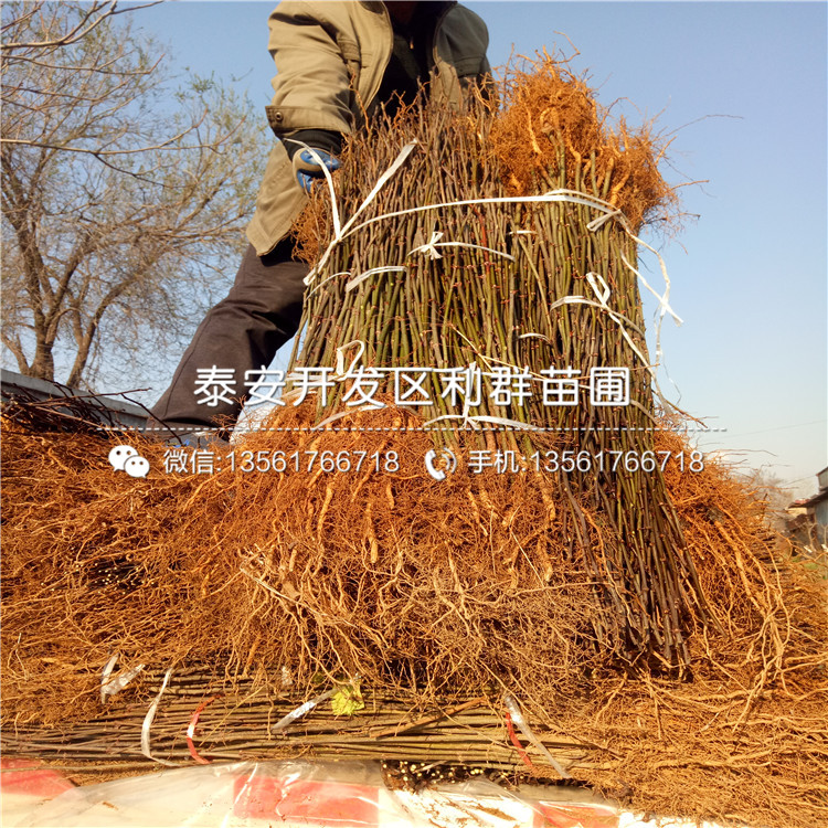 出售山東花椒樹苗價(jià)格多少