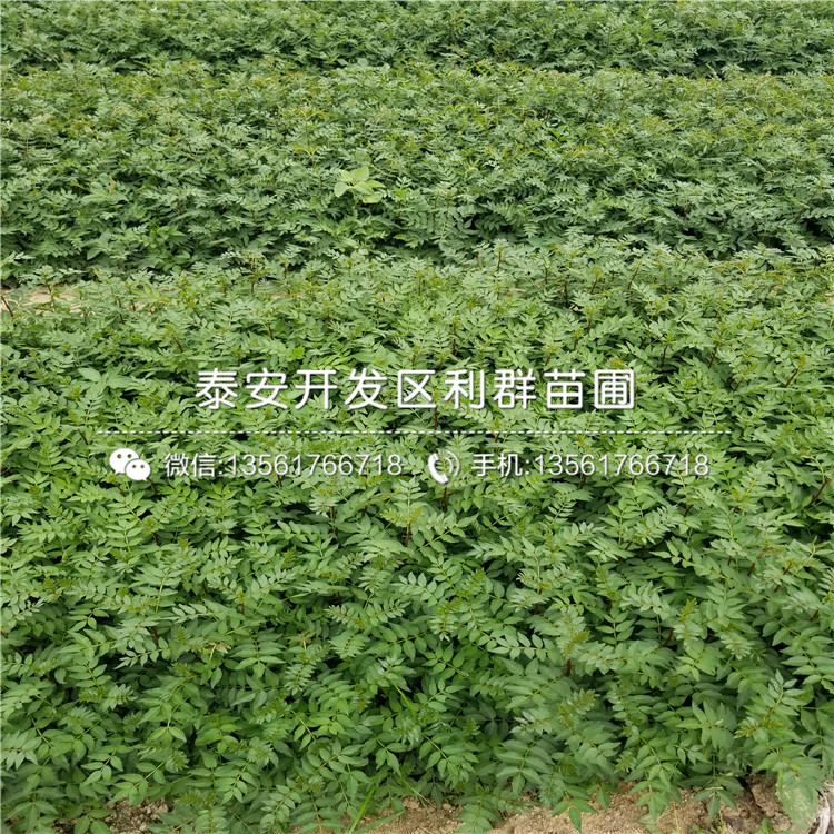 九花椒樹苗報價、2019年九花椒樹苗多少錢一棵