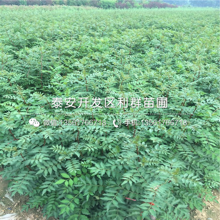 花椒樹(shù)苗批發(fā)、花椒樹(shù)苗批發(fā)基地
