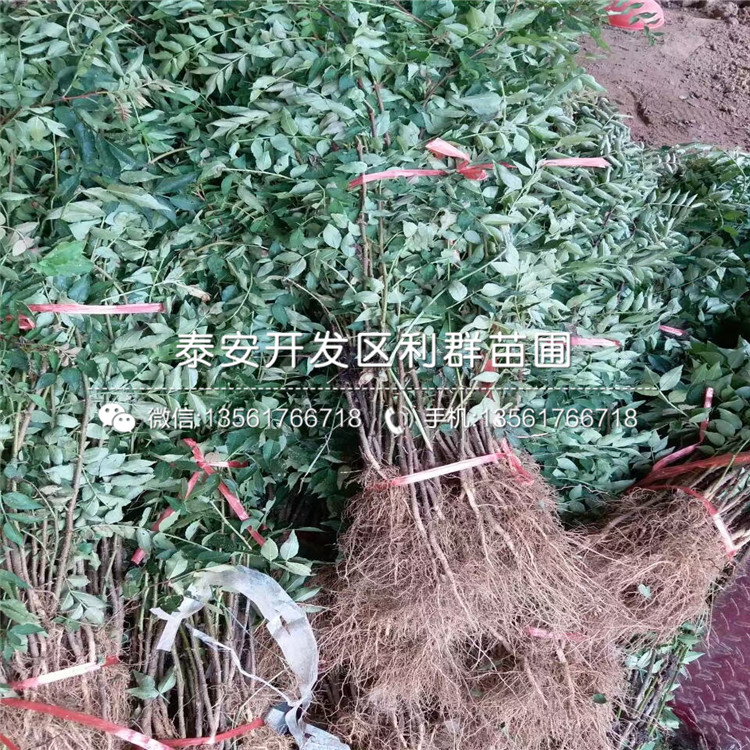 2018年1年生花椒樹(shù)苗價(jià)格