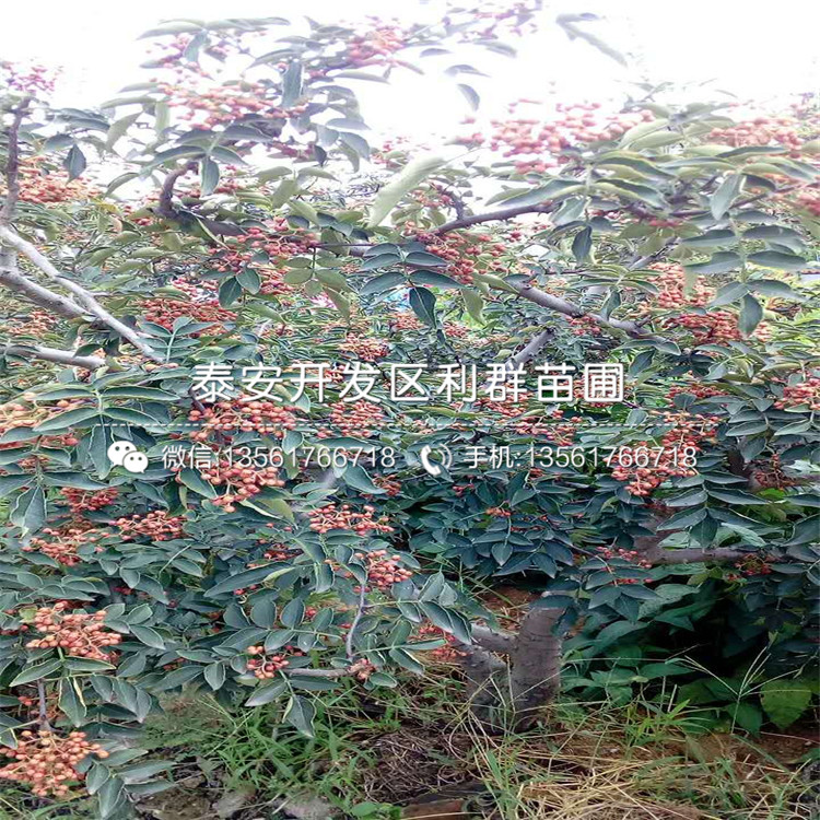 九葉青花椒樹苗報價、九葉青花椒樹苗什么價格