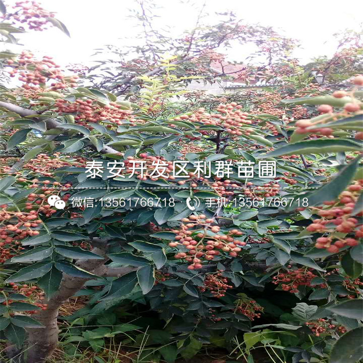 花椒種苗價格、2018年花椒種苗格是多少