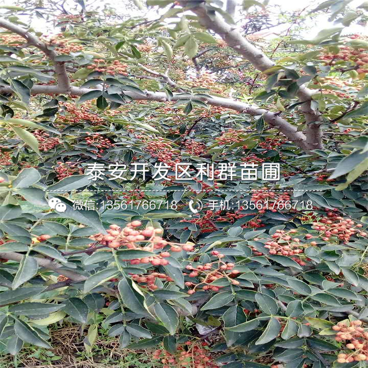 2019年出售花椒苗價(jià)格、出售花椒苗出售基地