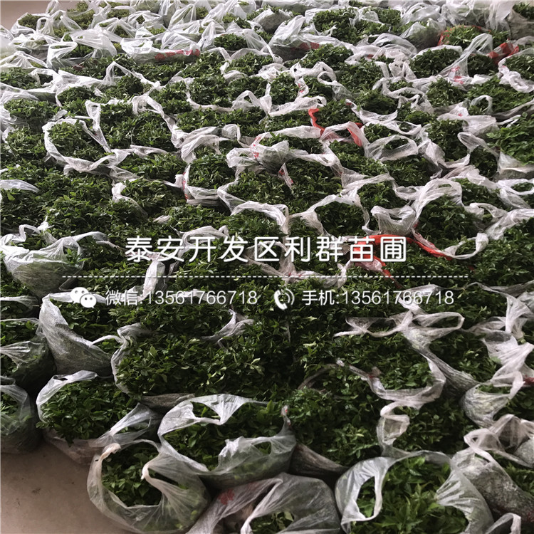 2019年山東花椒樹苗價(jià)格