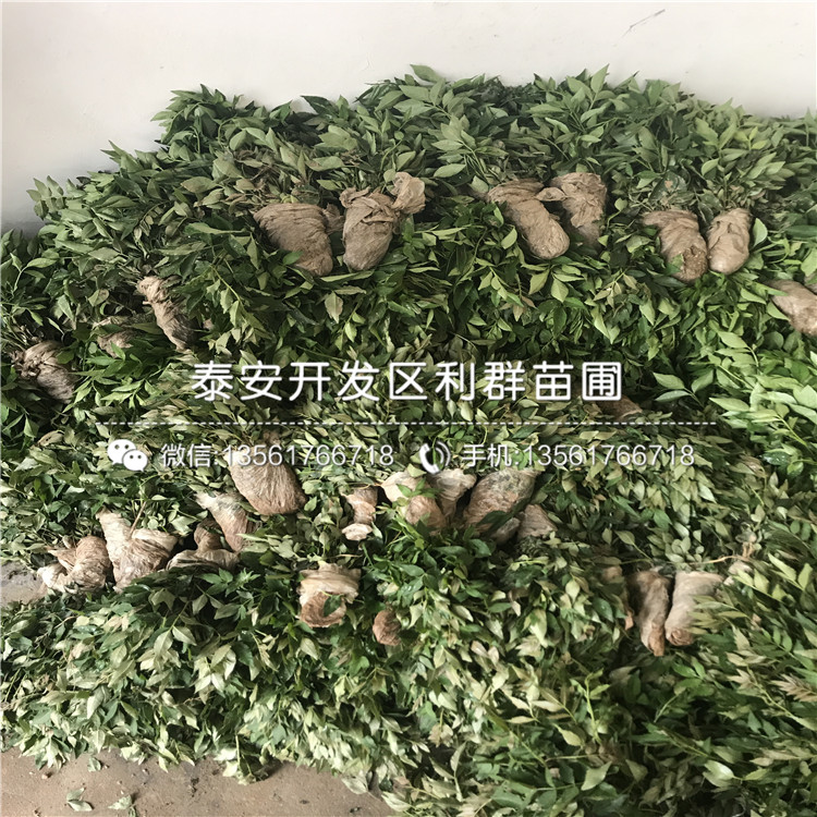 3公分獅子頭花椒苗、3公分獅子頭花椒苗價格