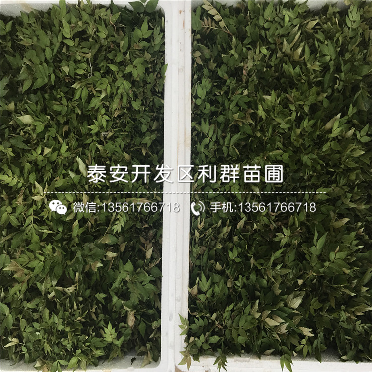花椒苗哪里有賣(mài)、花椒苗價(jià)格是多少