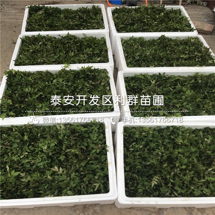 2018年大紅花椒樹苗出售價(jià)格