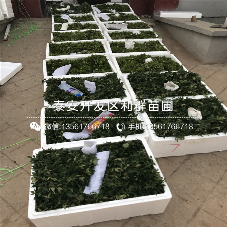 哪里有賣十里香花椒苗的、十里香花椒苗價(jià)格是多少