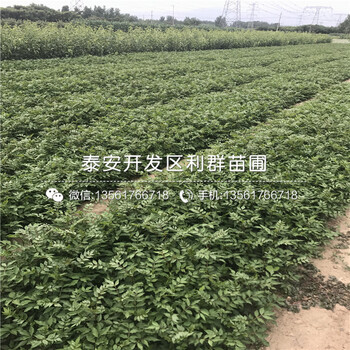 山東九葉青花椒苗批發(fā)價(jià)格、山東九葉青花椒苗出售價(jià)格