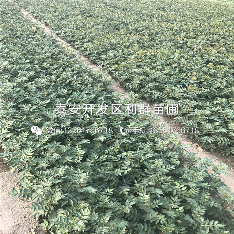 九花椒樹苗價(jià)格、2018年九花椒樹苗報(bào)價(jià)是多少