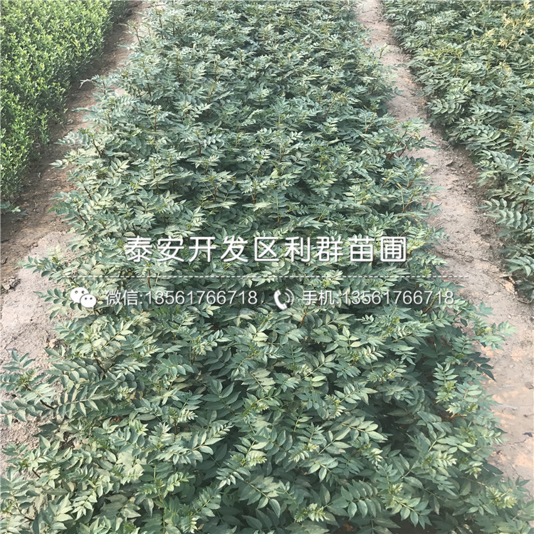 大紅花椒苗多少錢一棵、2019年大紅花椒苗價(jià)格