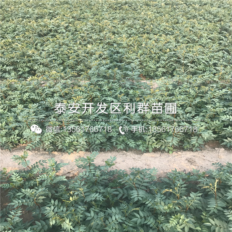 花椒芽苗品種、花椒芽苗多少錢(qián)一棵