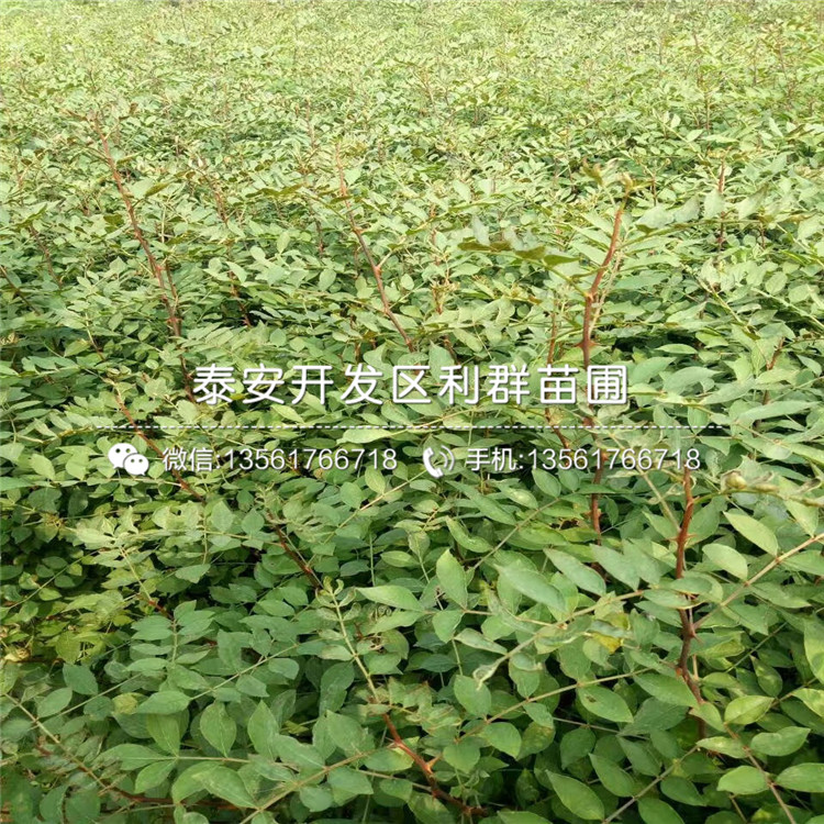 山東出售花椒苗出售價(jià)格多少