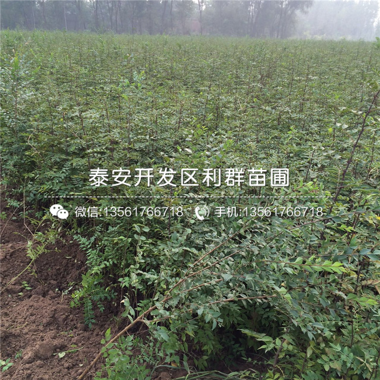 花椒樹(shù)苗、花椒樹(shù)苗出售價(jià)格是多少
