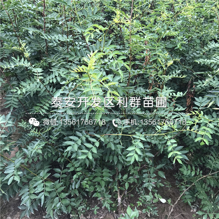 十里香花椒苗價(jià)位