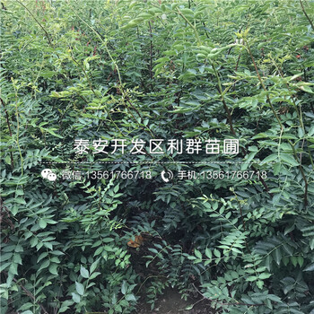 花椒樹(shù)苗新品種、花椒樹(shù)苗出售基地
