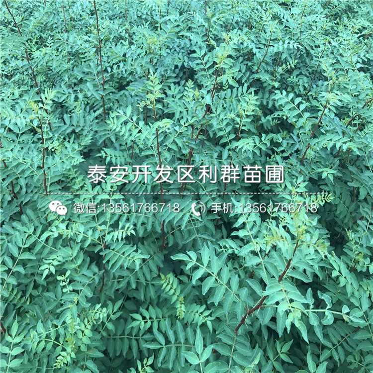 新品種花椒樹(shù)苗價(jià)格是多少