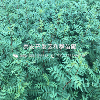 九葉青花椒苗哪里價格低