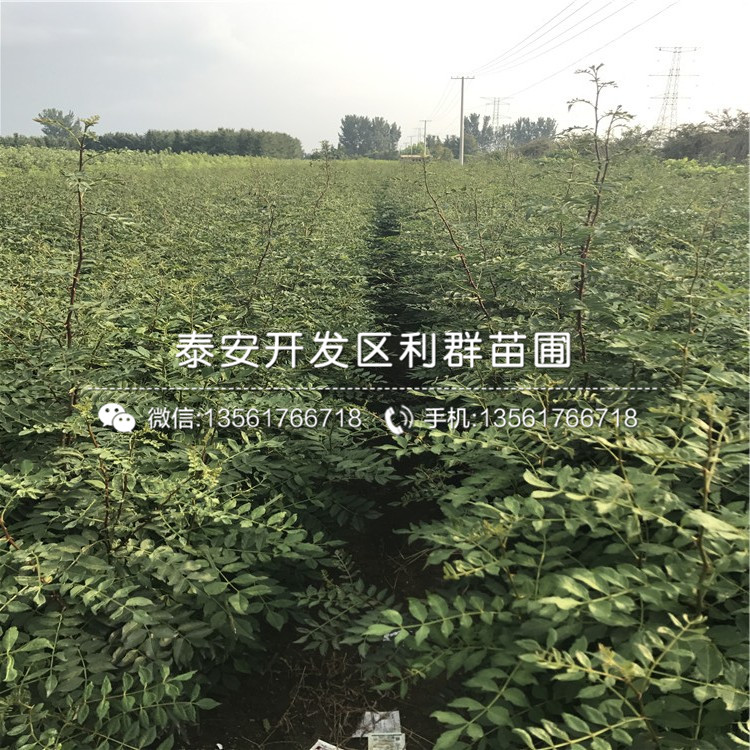 花椒種苗價格、2018年花椒種苗多少錢一棵