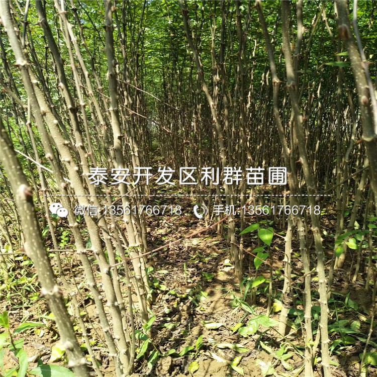 紅花椒苗批發(fā)、2019年紅花椒苗價(jià)格