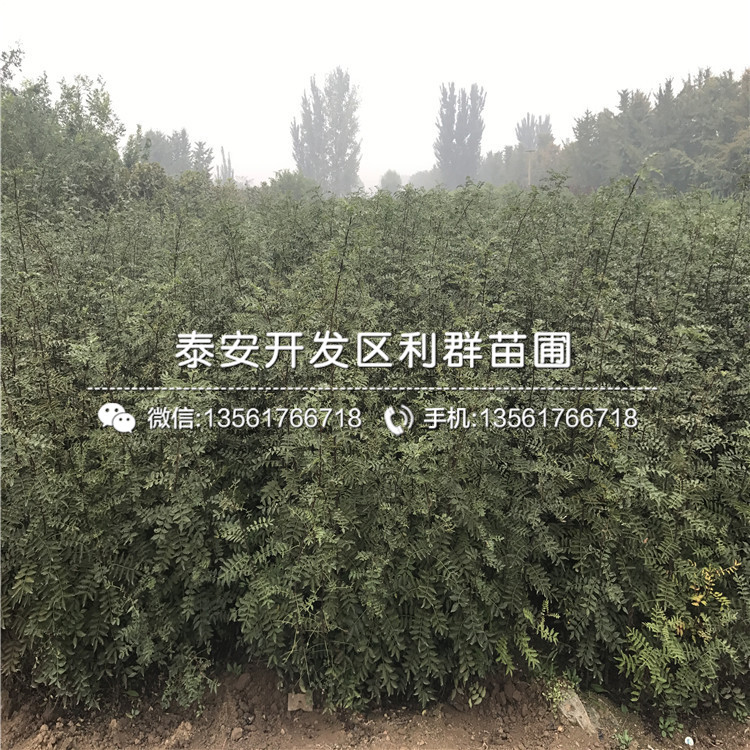 花椒芽苗新品種、花椒芽苗格多少