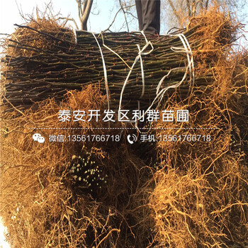 新品種青花椒樹苗、青花椒樹苗批發(fā)基地